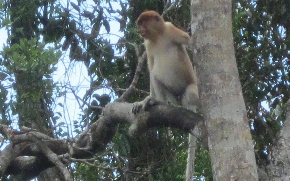 bekantan-monkey