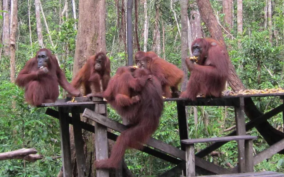 feeding-time-orangutan