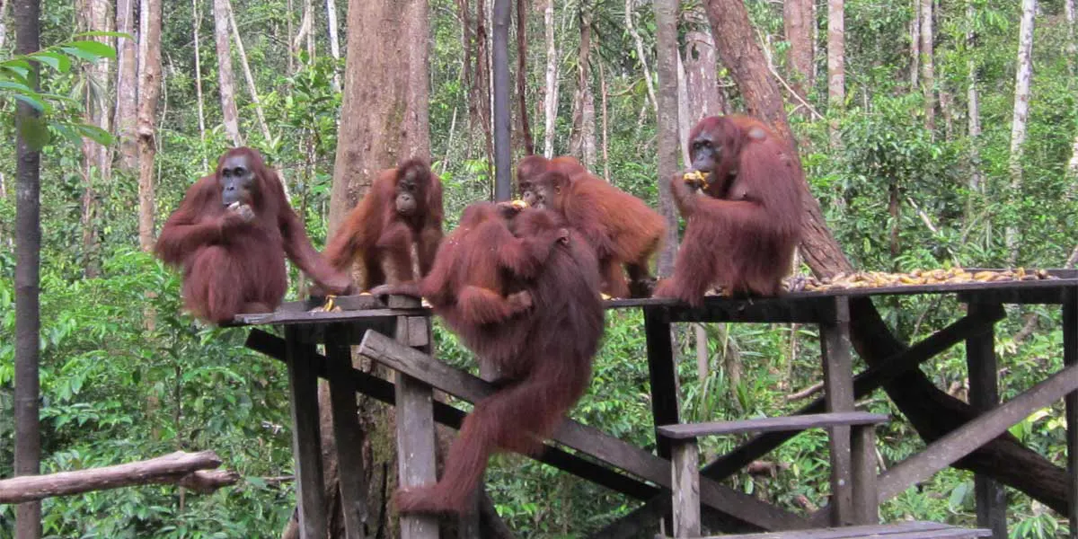 4D3N Orangutan River Cruise Adventure