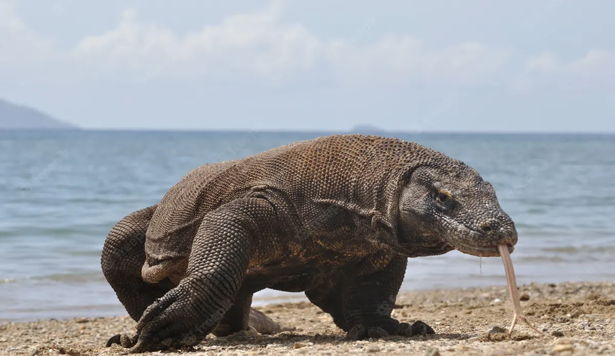 3D2N Komodo Island Explore