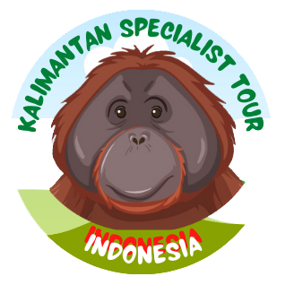 Kalimantan Specialist Tours